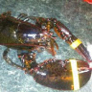 Meet your Posher, Cynthia